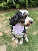 Bandana